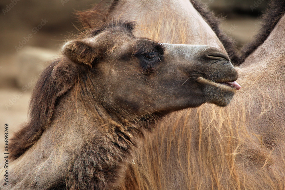 Obraz premium Domestic Bactrian camel (Camelus bactrianus).