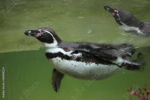 Humboldt penguin  Spheniscus humboldti .