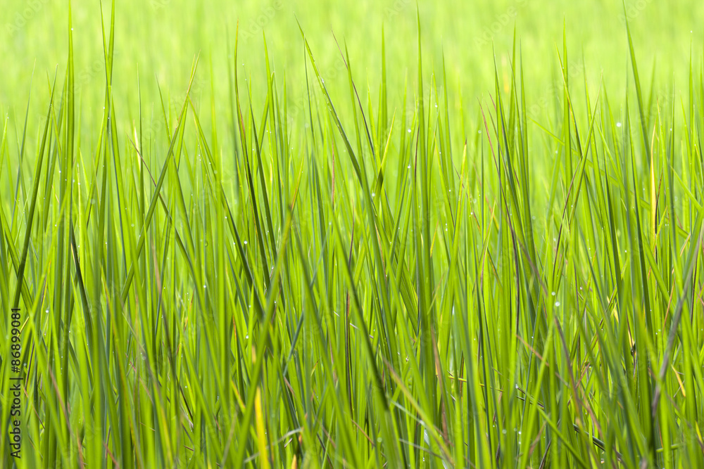 rice fields background rice fields background