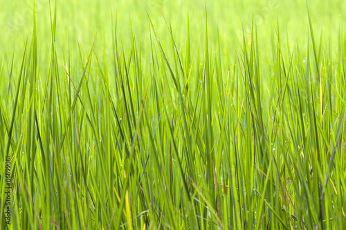 rice fields background
