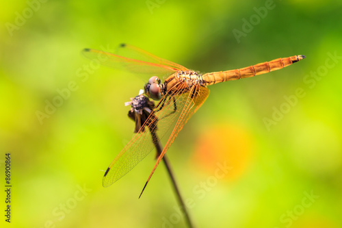  dragonfly resting on a branch