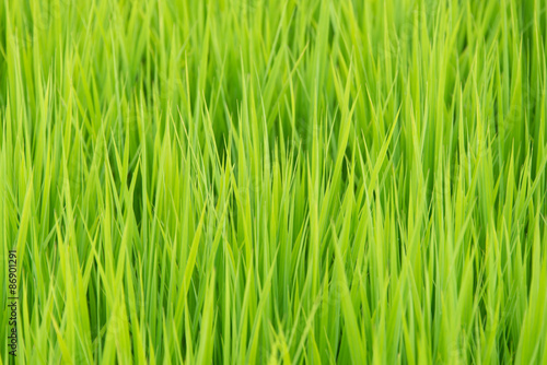 Bright Green Grass 