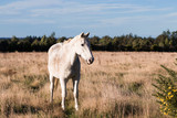 Old white horse on pasture