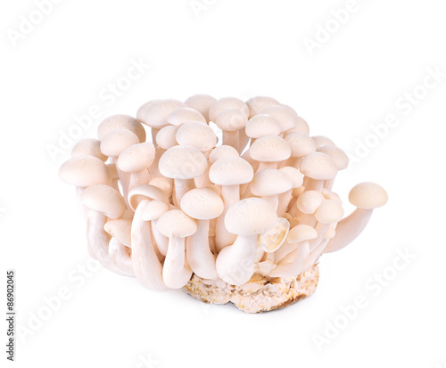 shimeji mushrooms white isolated on whith background