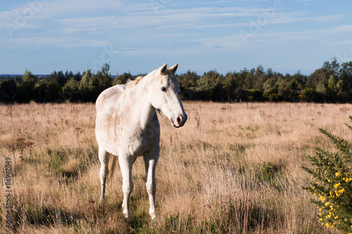 Old white horse on pasture © kiravolkov