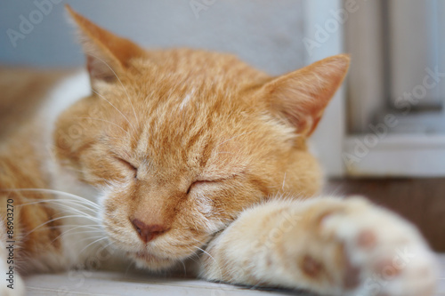 Wallpaper Mural 眠る茶猫 Torontodigital.ca