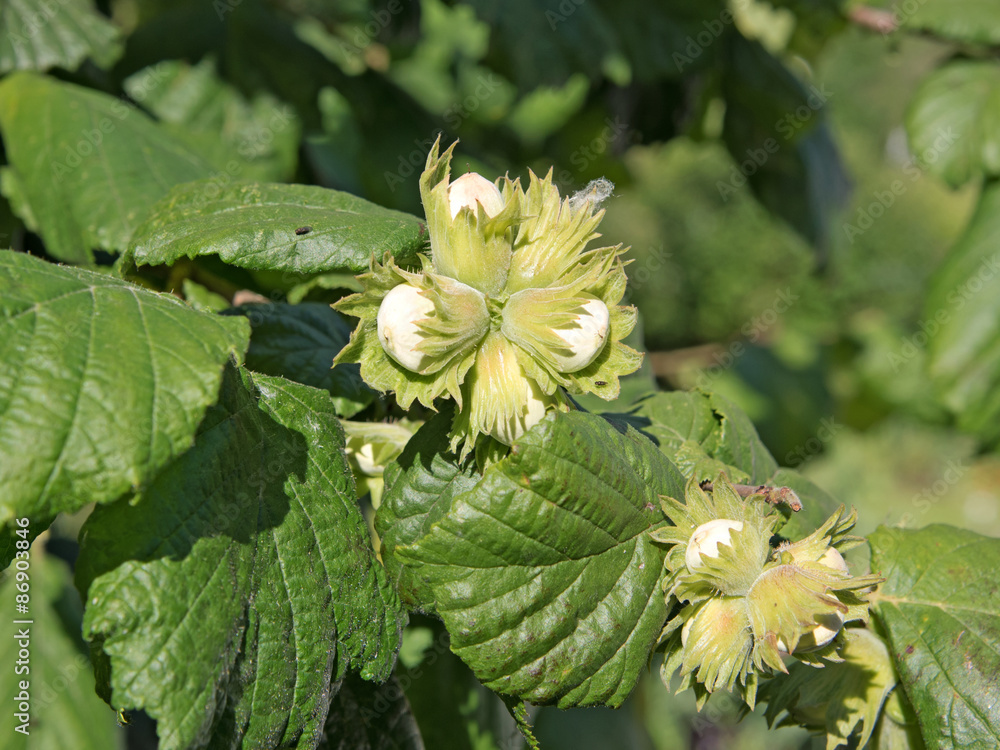 Gemeine Hasel - Corylus avellana Gemeine Hasel - Corylus avellana