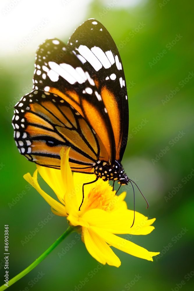 Fototapeta premium Butterfly