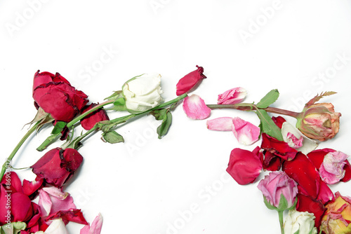Dry colorful roses on white background