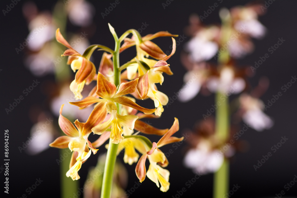 2種類のエビネの花 Stock Photo Adobe Stock