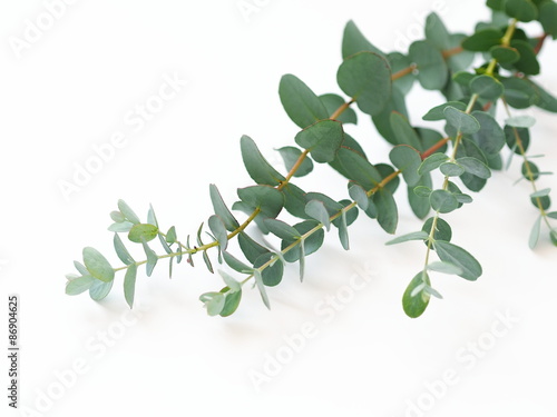 Wallpaper Mural ユーカリ Torontodigital.ca