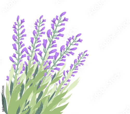 Fototapeta Naklejka Na Ścianę i Meble -  Watercolour lavender flower card