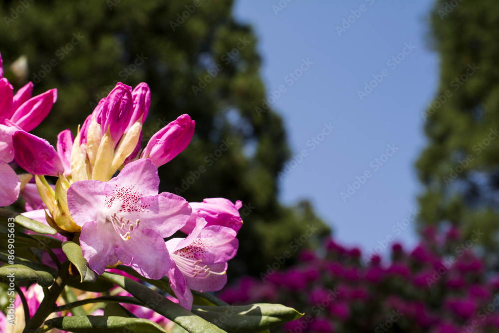 ピンクのシャクナゲの花のアップ - obrazy, fototapety, plakaty 