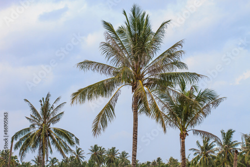 Palm tree with coconut