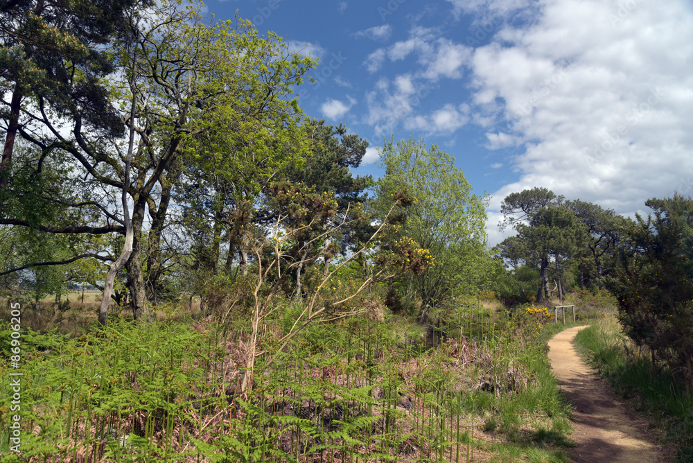 Obraz premium Arne Nature Reserve, Dorset
