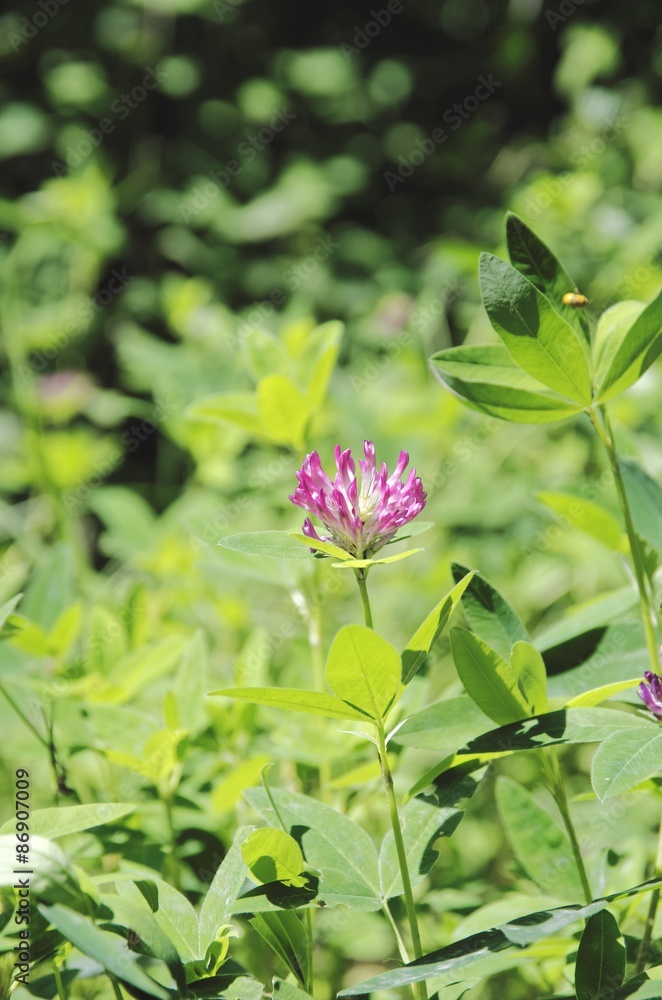 Blooming clover in the forest. Blooming clover in the forest.