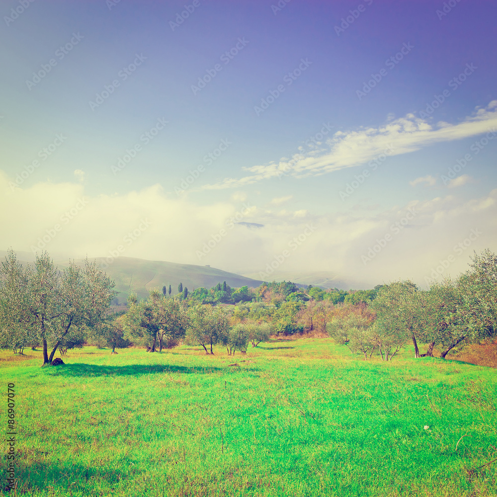 Fototapeta premium Olive Grove