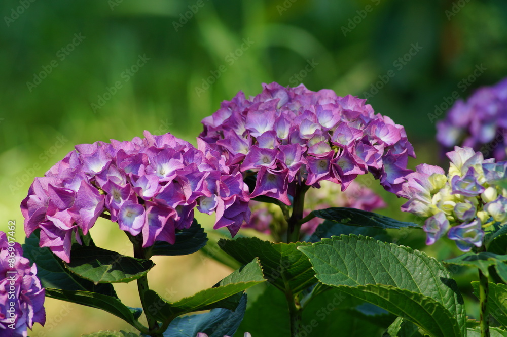 Hydrangea macrophylla - Beautiful bush of hydrangea flowers in a garden
Hydrangea macrophylla - Beautiful bush of hydrangea flowers in a garden