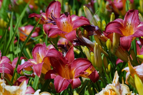Fototapeta Naklejka Na Ścianę i Meble -  Hemerocallis - Beautiful  daylily flowers blossom in the garden