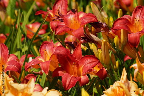 Fototapeta Naklejka Na Ścianę i Meble -  Hemerocallis - Beautiful red daylily flowers blossom in the garden