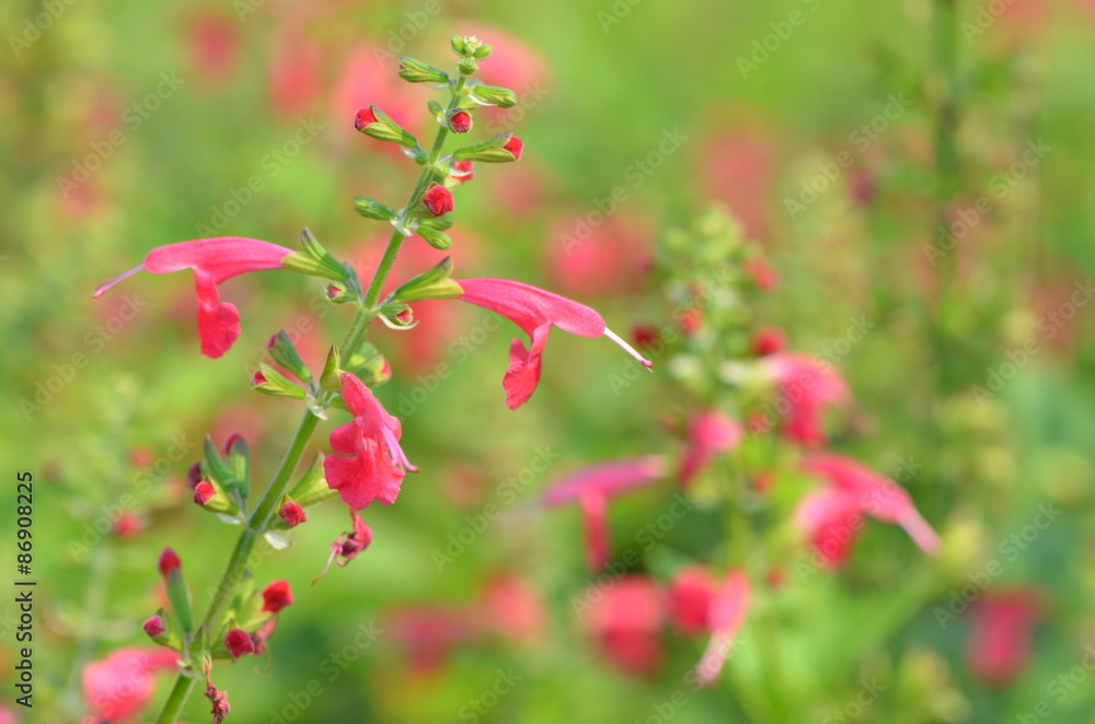 red flower / red flower closeup