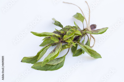 Green and red basil leaves isolated on a white, selective focus
