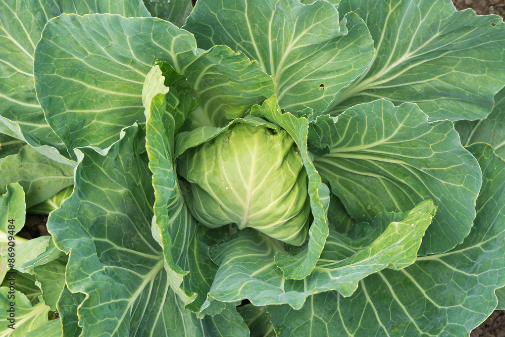 Fototapeta premium cabbage garden