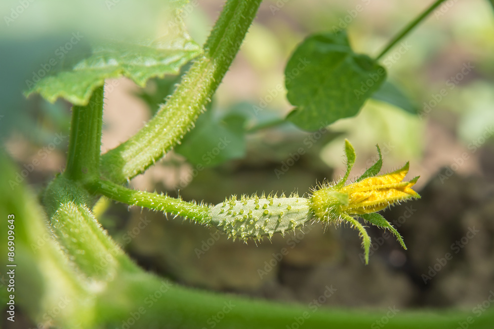 cucumber cucumber
