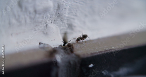 Ants in a kitchen out of a hole