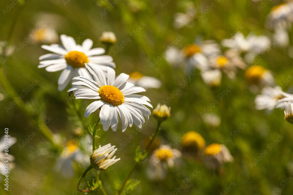 Close up of daisies growing in the summer on a grass Close up of daisies growing in the summer on a grass