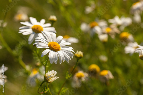 Close up of daisies growing in the summer on a grass