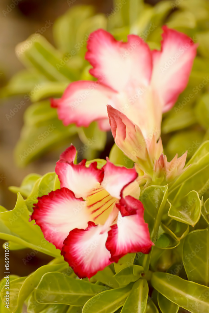 Obraz premium Desert Rose is a bright-colored flowers 