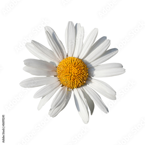 White daisy flower isolated on white background