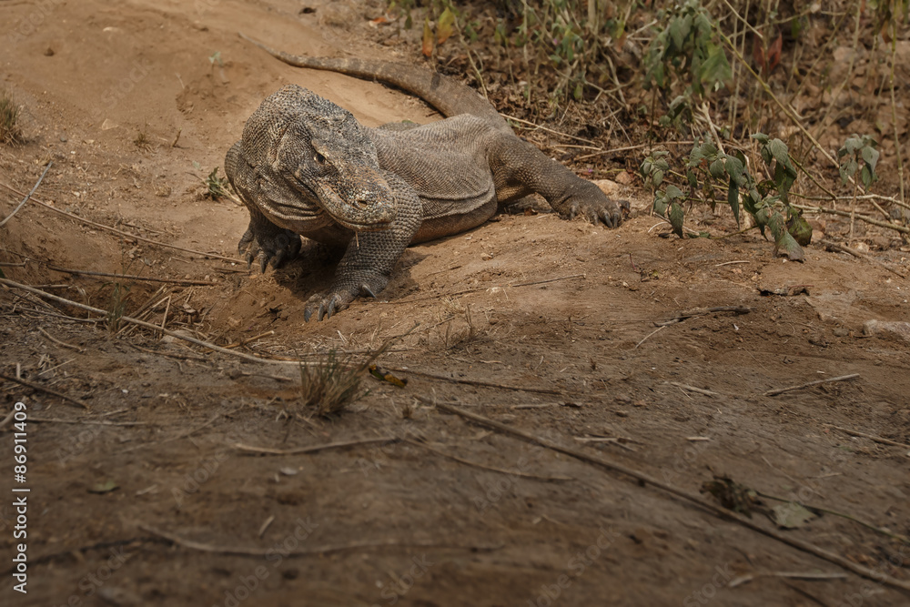 Obraz premium Guarding nest