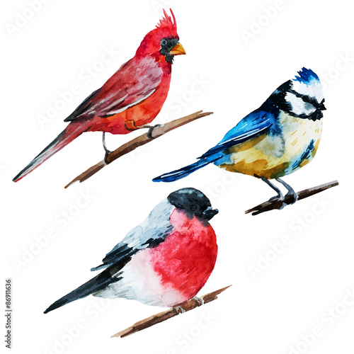 Watercolor birds
