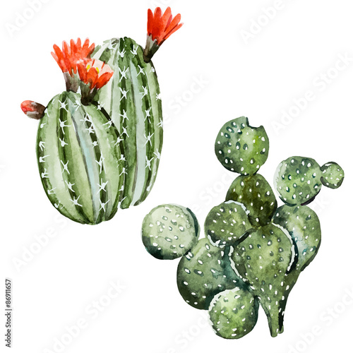Watercolor cactus