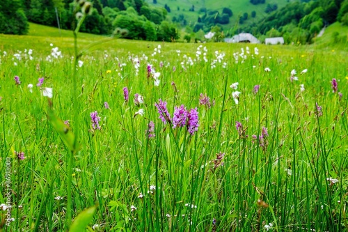 Fototapeta Naklejka Na Ścianę i Meble -  Wilde Orchideen auf einer Blumenwiese im Naturschutzgebiet Wiedener Weidberge