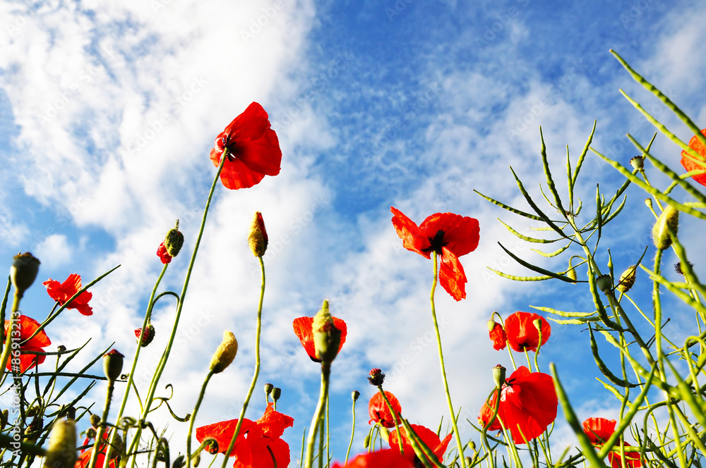 Obraz premium Red poppy field