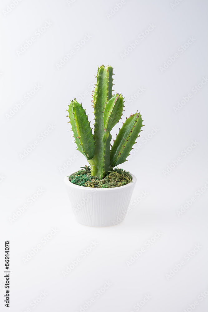 Cactus Cactus