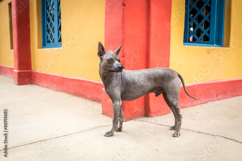 Peruvian Hairless dog