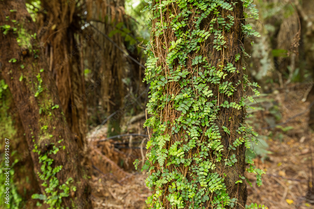 Native bush of New Zealand