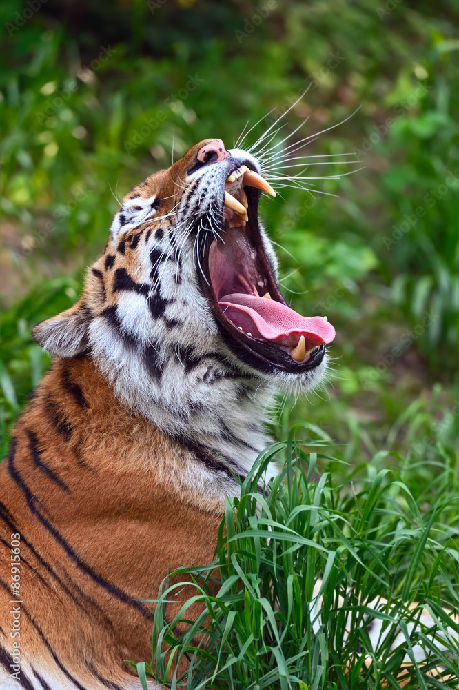 Fototapeta premium Tygrys