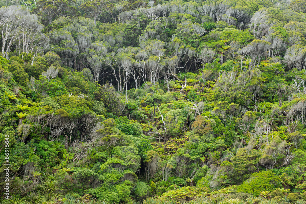 Obraz premium Native bush of New Zealand