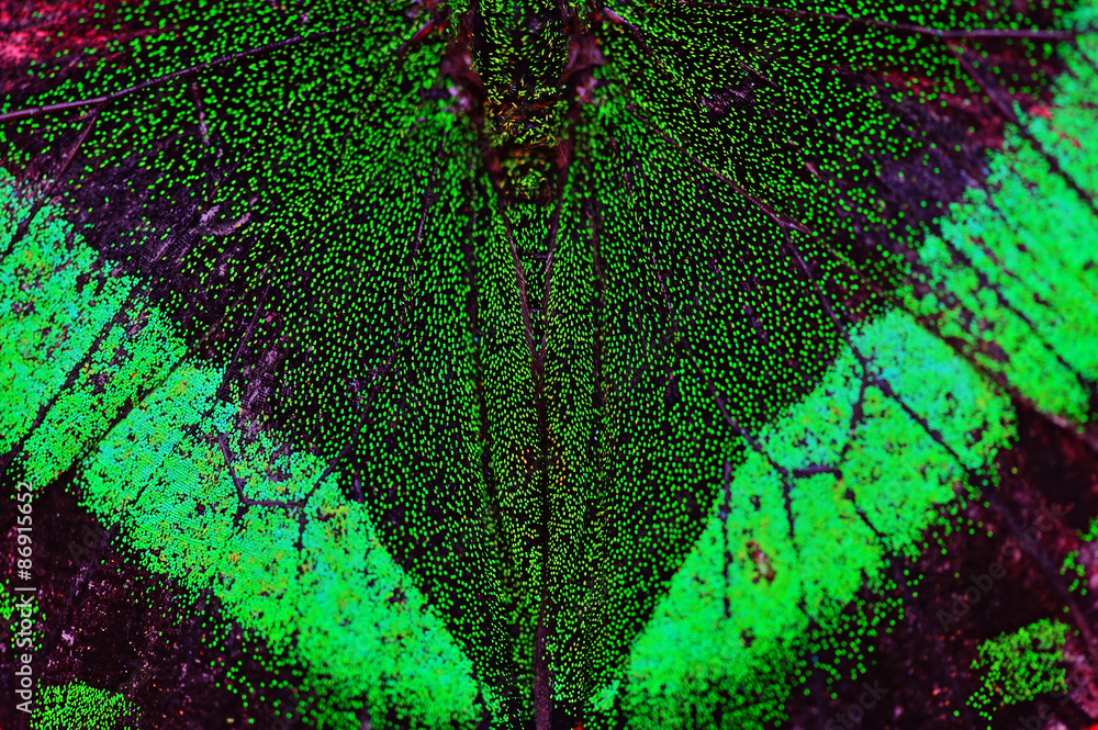 Fototapeta premium Butterfly World