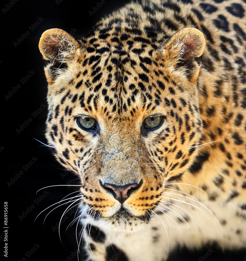 Obraz premium Leopard