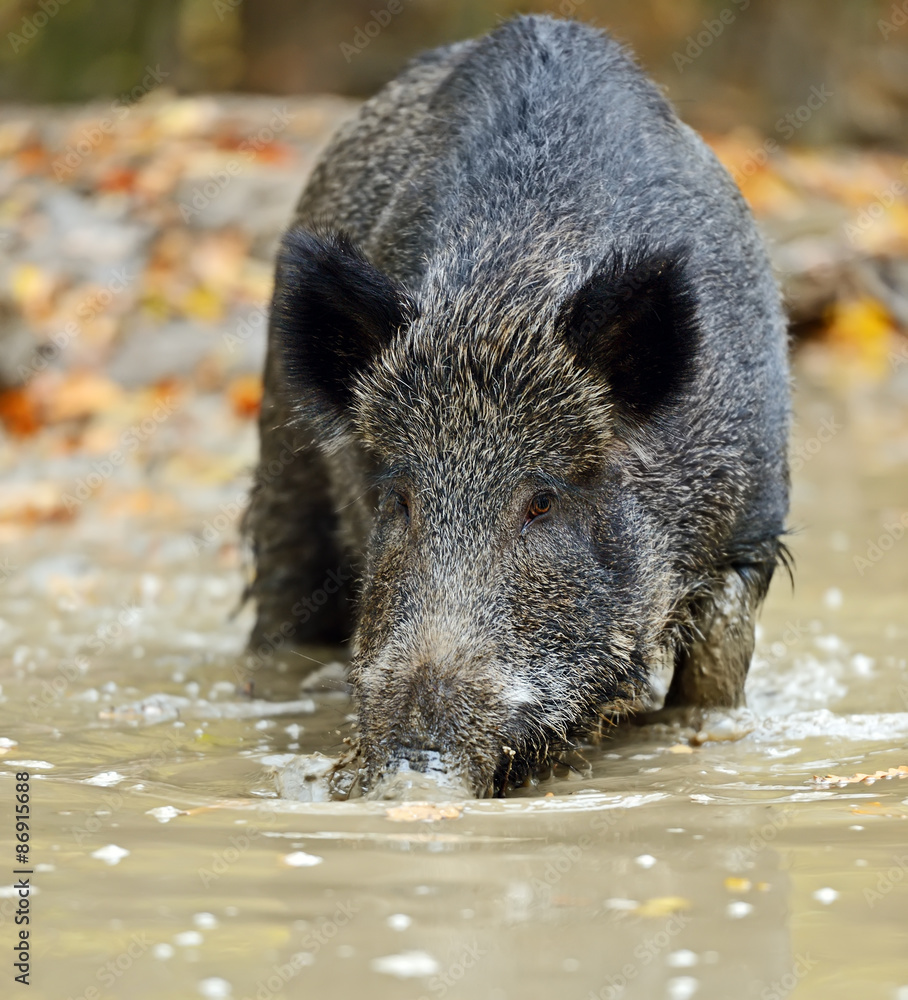 custom made wallpaper toronto digitalWild boar