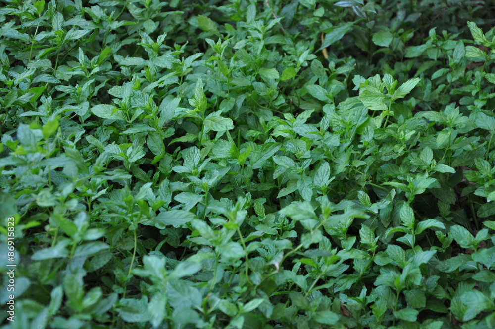 fresh spearmint background fresh spearmint background