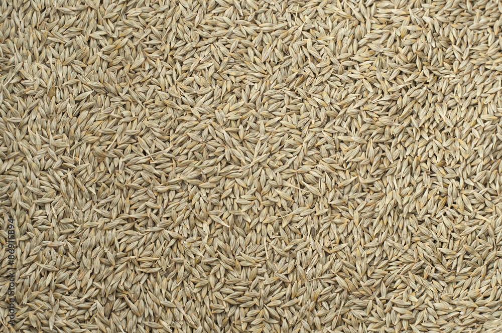Barley grain Barley grain