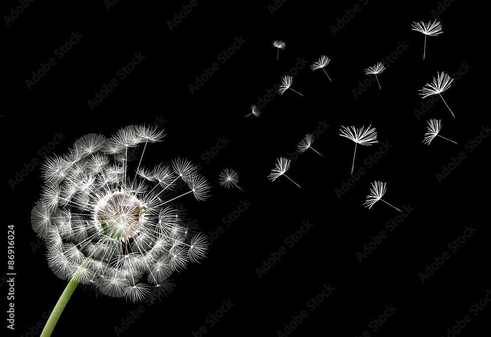 Obraz premium Flower dandelion on a black background
