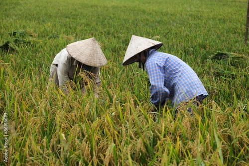 Vietnam farmer havesting rice in field, hanoi,  photo